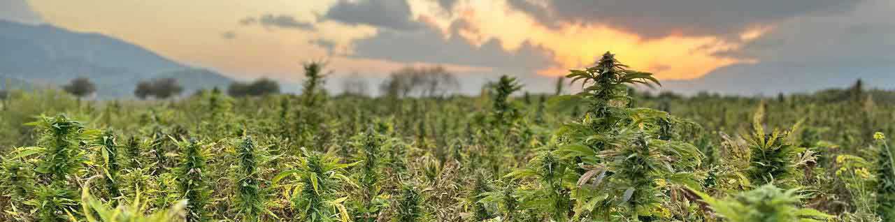Das Land der Cannabispflanzen