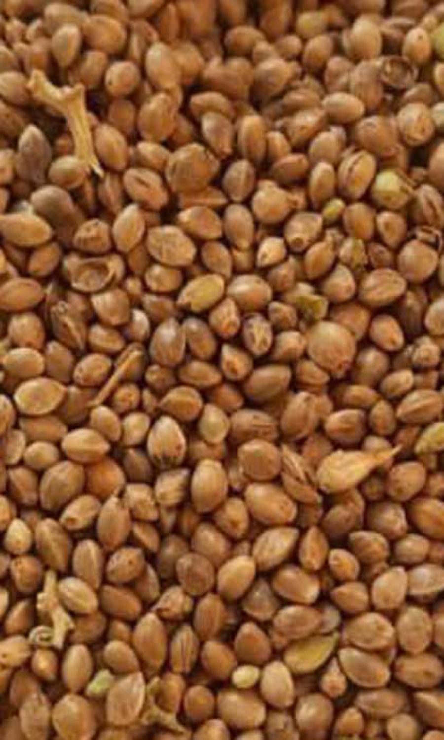 Dein Afghan Seed aus Afghanistan