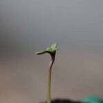 Afghanische Baby Cannabis-Pflanze