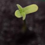 Afghanische Baby Cannabis-Pflanze
