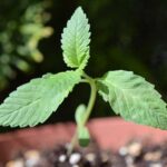 Afghanische Cannabis Jungpflanze